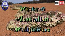 Wildflowers - A